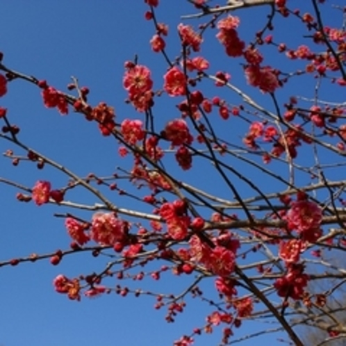 「紅梅」…秩父ミューズパークの梅園では、「白加賀」「野梅」「豊後」など１５種類が咲き乱れます。