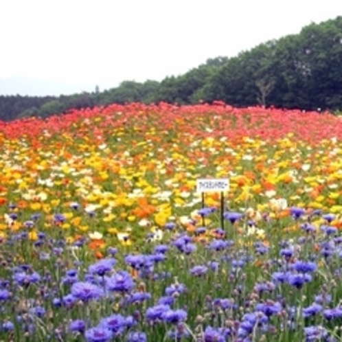 「花の回廊」…このグループの写真は春季のものです。４月中旬〜５月上旬が見頃となります。