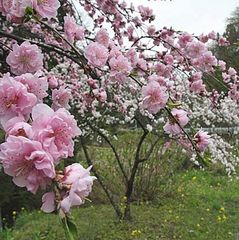 「花桃」…小鹿野町の秩父札所31番へ向かう道路沿いでは、約1000本を４月中旬・下旬に楽しめます。
