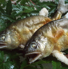 『川魚の塩焼き』…一匹1,050円。鮎・岩魚・山女魚をご用意しております。食べ比べもオススメです。