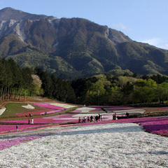 「芝桜」…2010年は、広さ約１７，６００平方メートルの敷地に、４０万株以上の芝桜が植えられました。