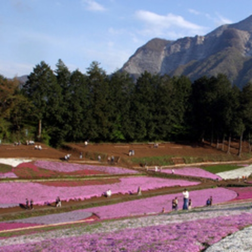 「芝桜」…ちちぶ路の花スポットの代表格、羊山公園「芝桜の丘」です。４月中旬〜ＧＷ頃が見頃です。