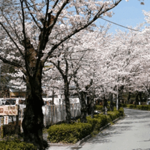 「桜」…日本の春と言えばやはり「桜」ですね。長瀞町の北桜通りは、別名『桜のトンネル』と呼ばれます。