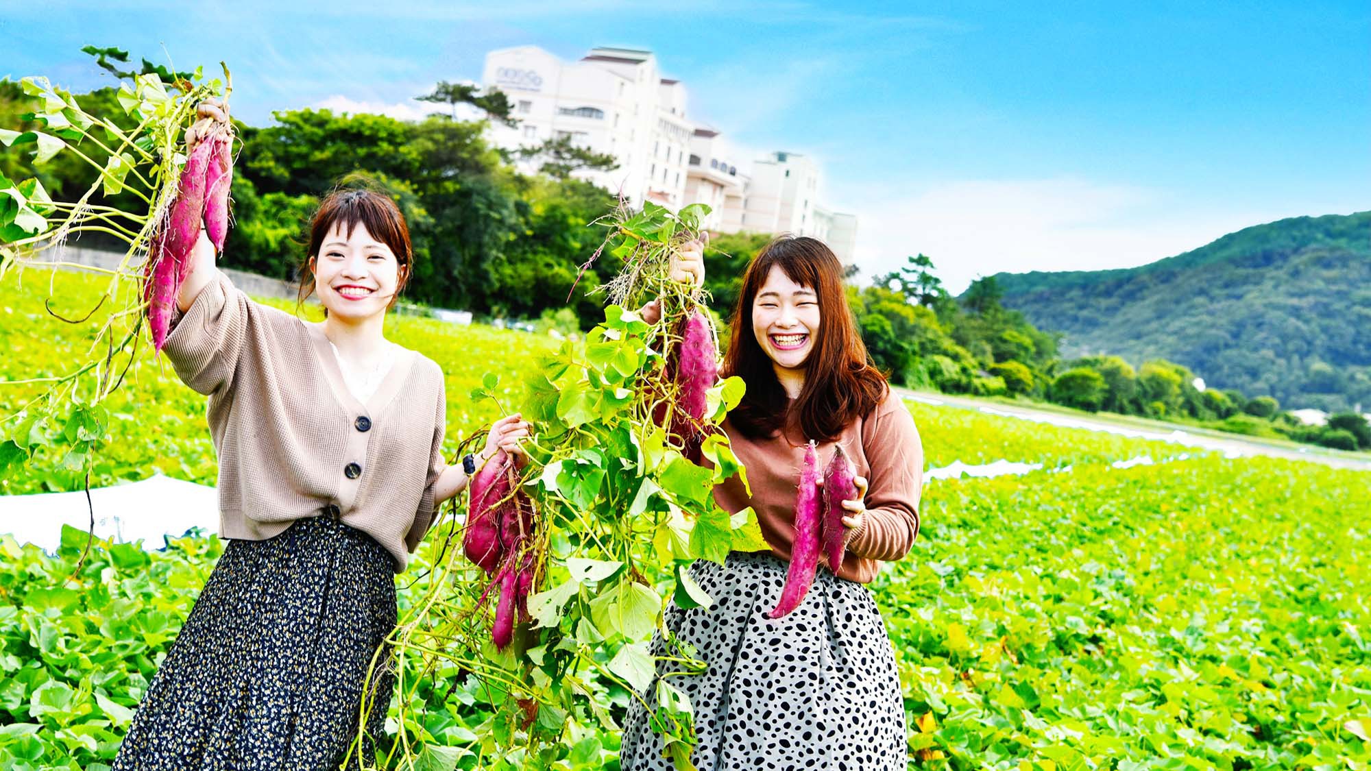 【早割90　秋の収穫祭】鳴門金時芋掘り体験で秋を満喫/１ランク上のグルメ