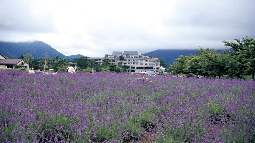 八木崎公園のラベンダー畑と若草の宿丸栄（6月下旬から7月中旬）