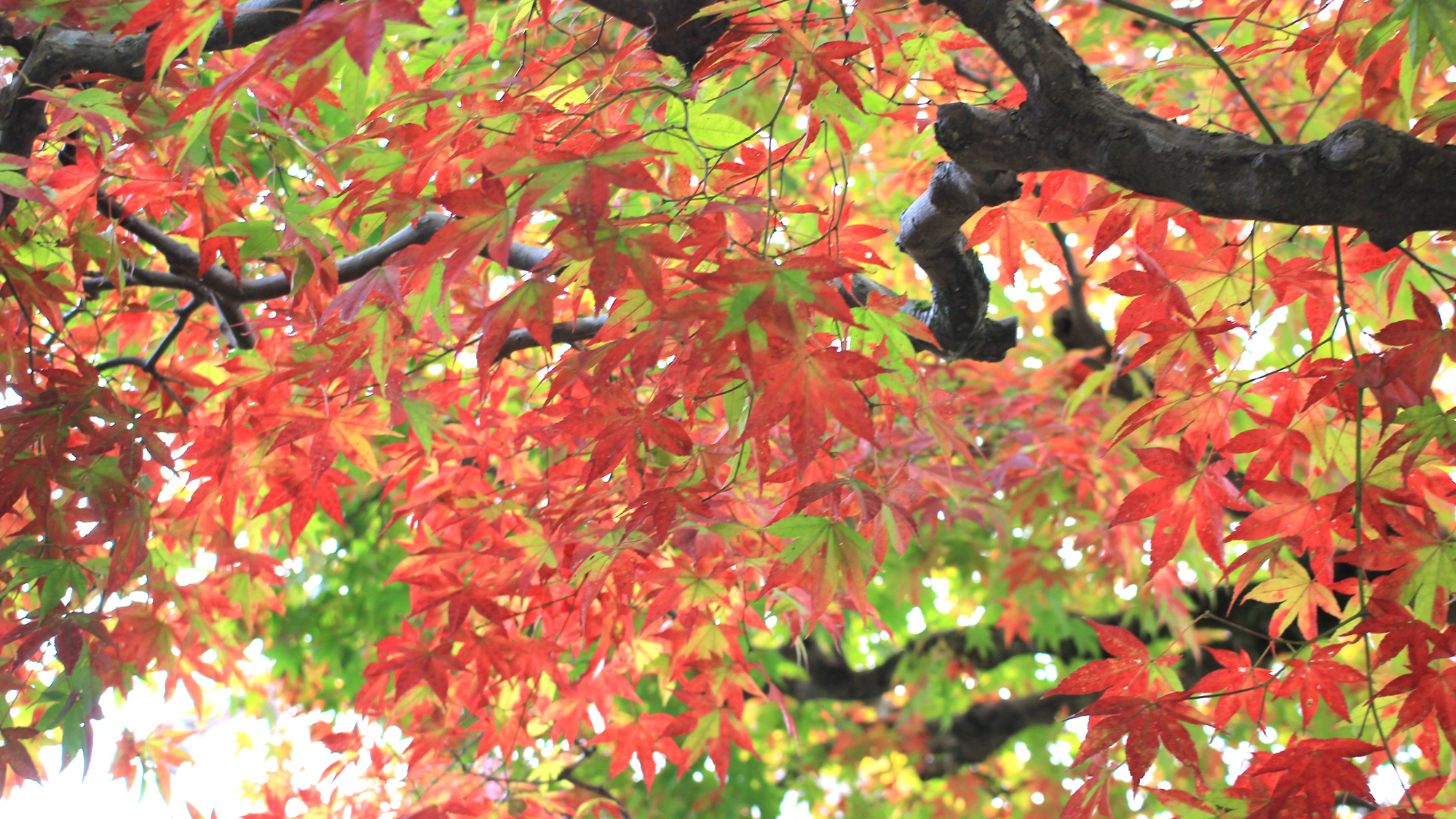 宿の目の前で紅葉が見られます♪♪