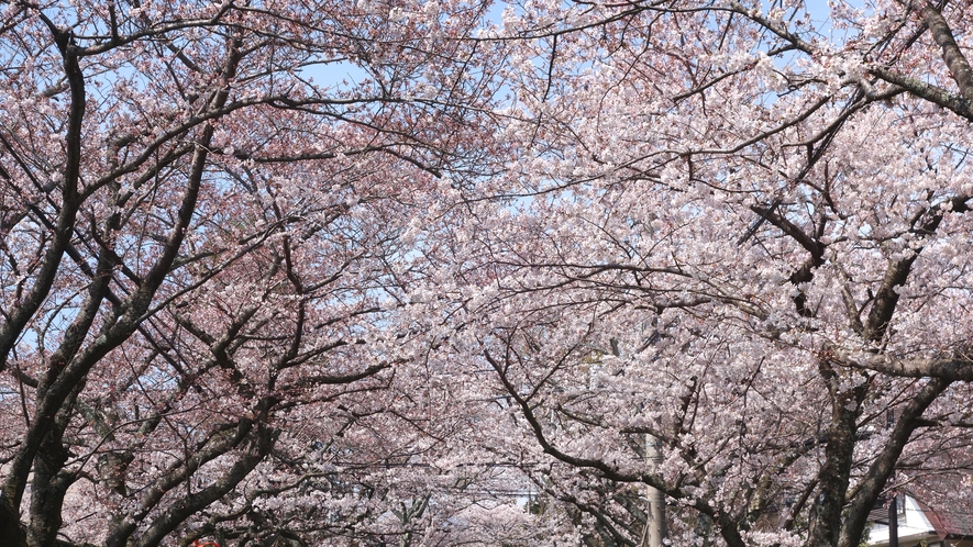 桜※イメージ