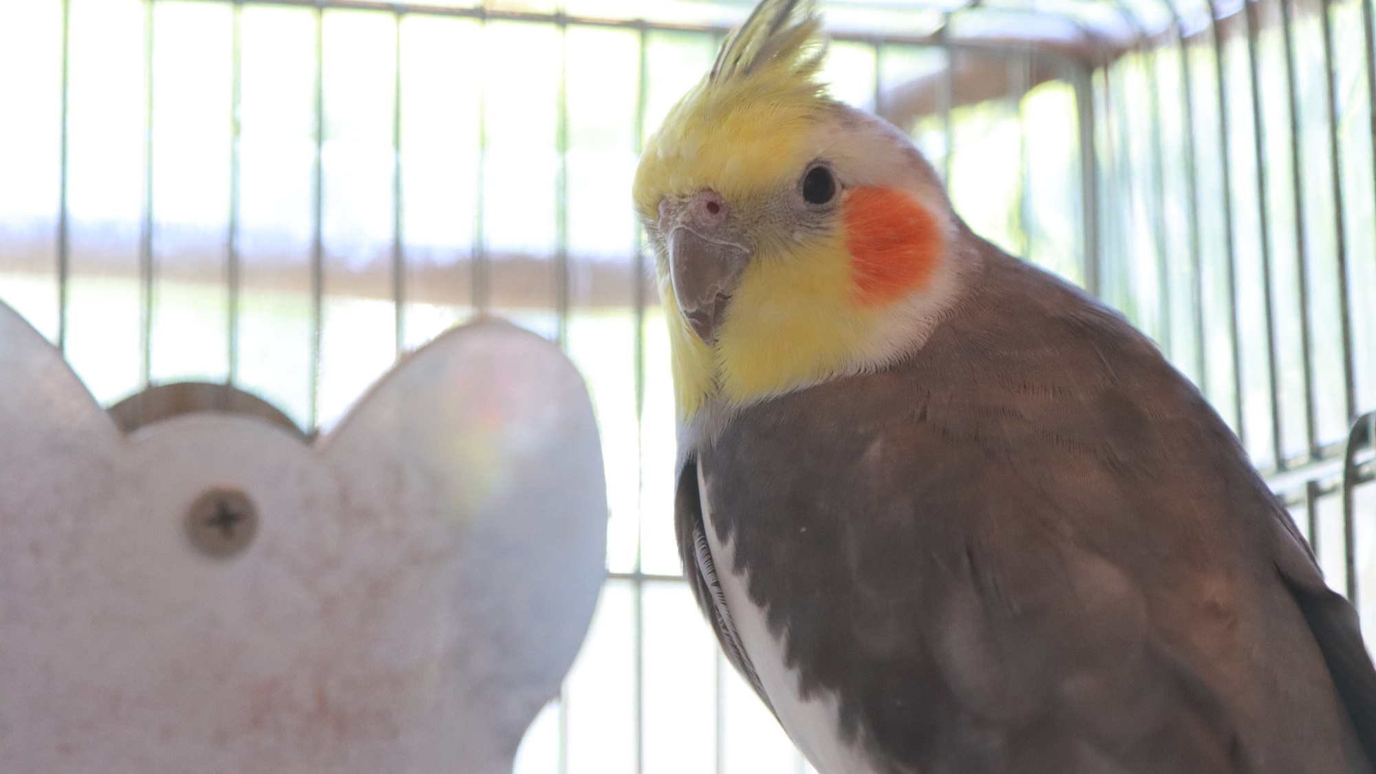 オカメインコの『ポップ』
