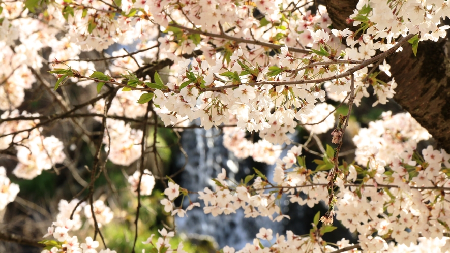 春には桜もご覧いただけます。