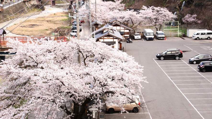 川沿いの桜