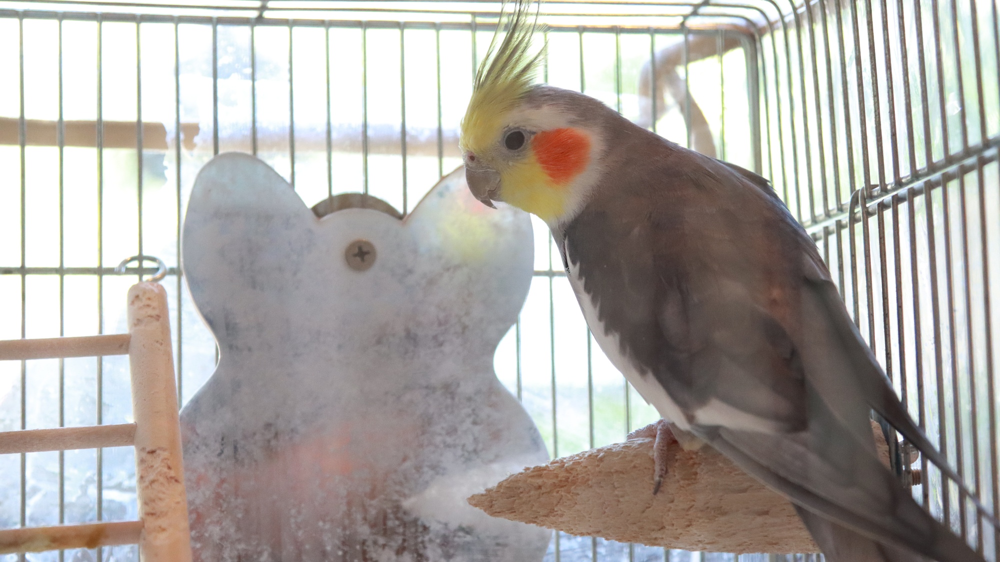 オカメインコの『ポップ』