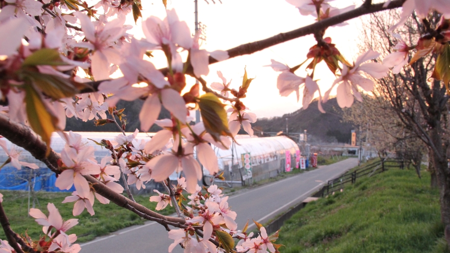 春には桜もご覧いただけます。