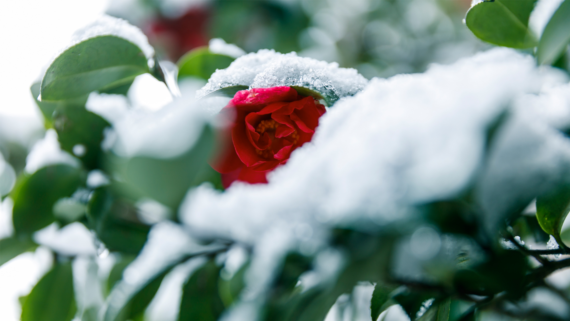 雪景色