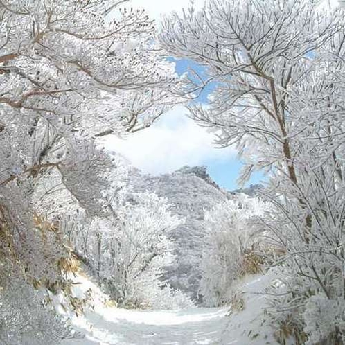 【冬の雲仙】幻想的な光を放つ仁田峠の霧氷。