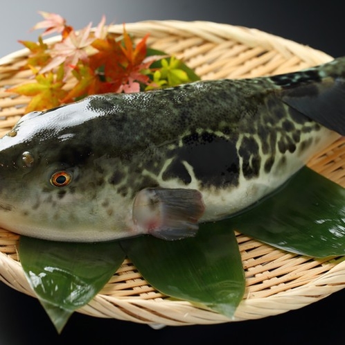 長崎橘湾産「戸石産のとらふぐ」は身が締まって味が良い！と関東の料亭で人気です。