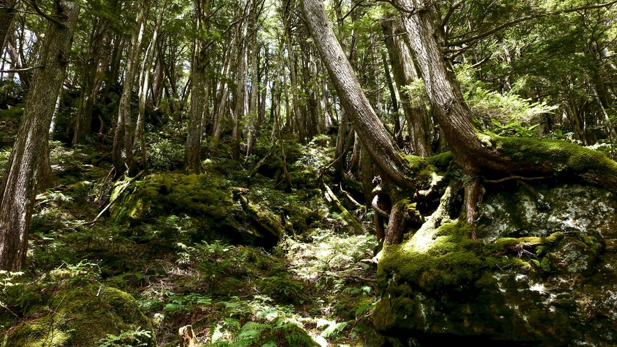 夏の志賀高原　森林セラピー