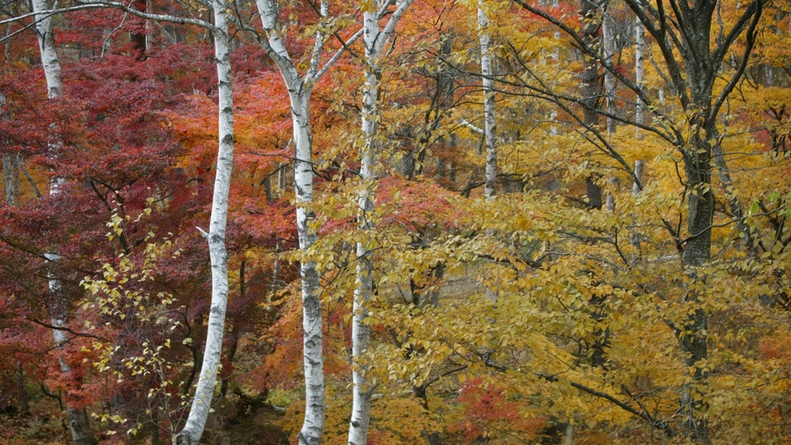 秋の志賀高原