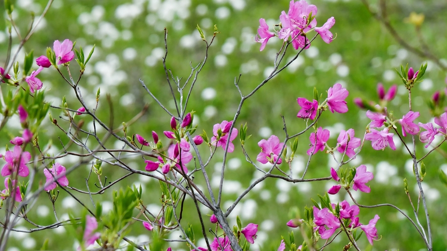 春の志賀高原・花めぐり