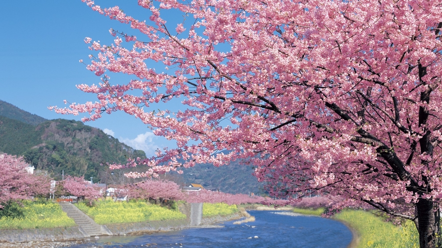 *当館から河津町までお車で約50分　毎年、河津桜祭が開催されます。