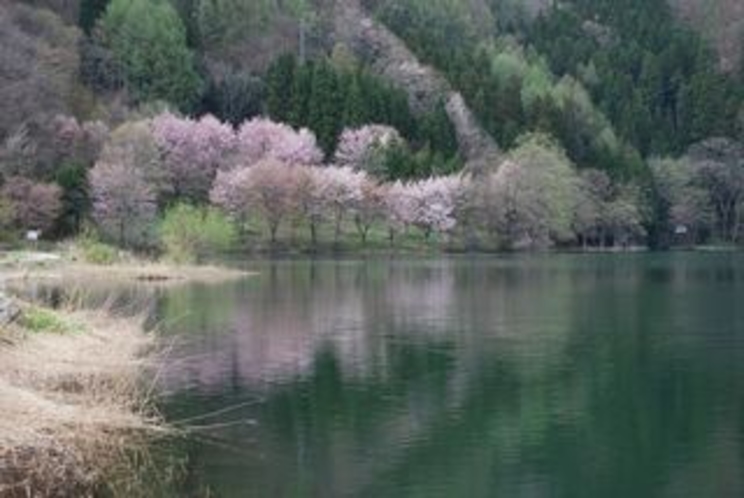 【白馬・春】湖のほとりに咲く山桜