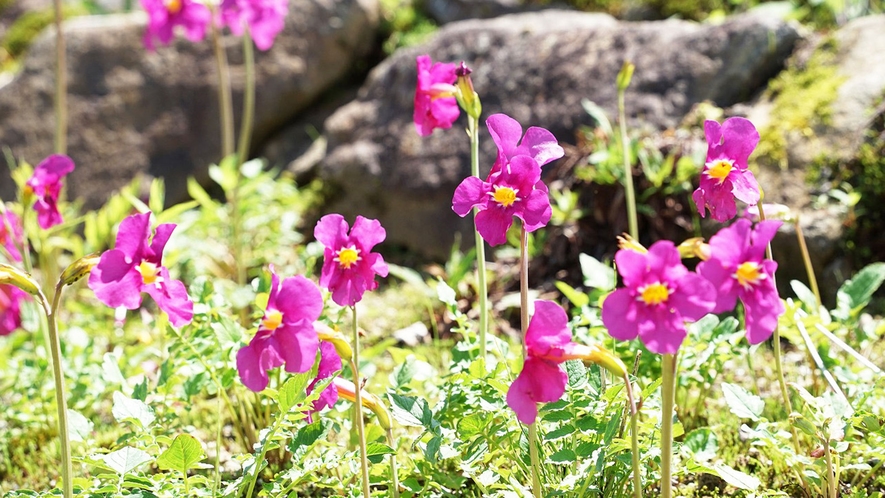 【インカルビレア・ゾンディアネンシス】白馬五竜高山植物園