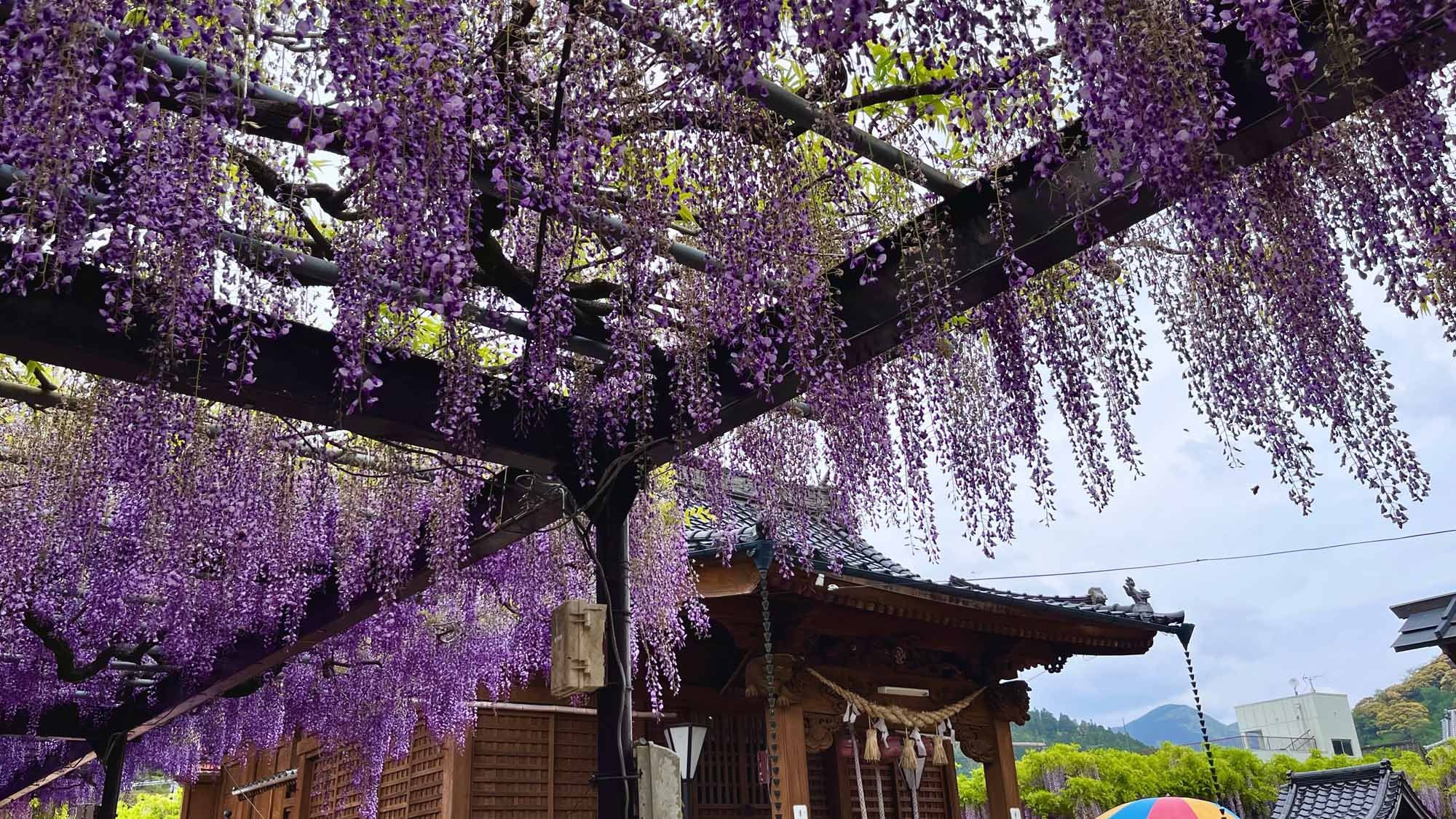 ●黒木大藤まつり開催★限定特典付●花を愛でる大人旅♪期間中特典＆お得に宿泊！