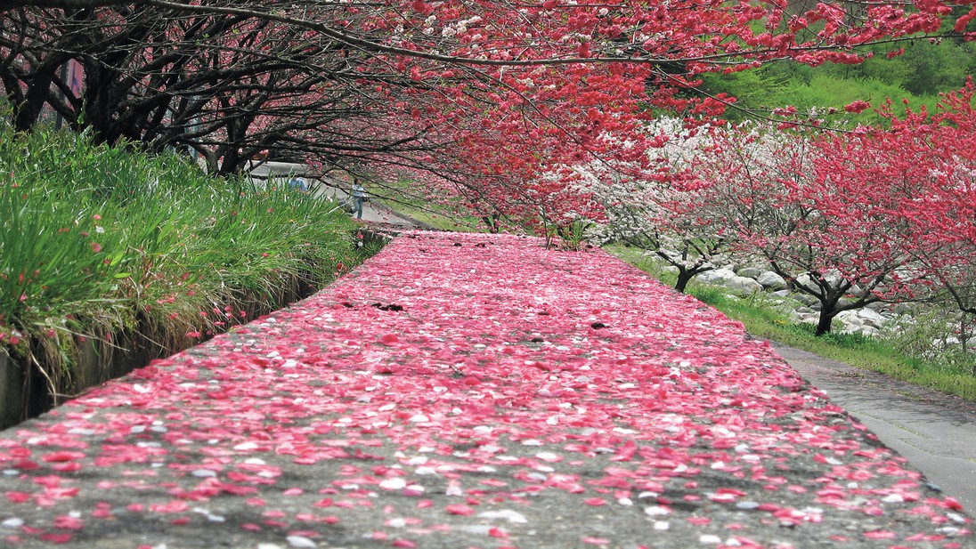 『花桃・桜』散策と花見露天＆春の味覚プラン