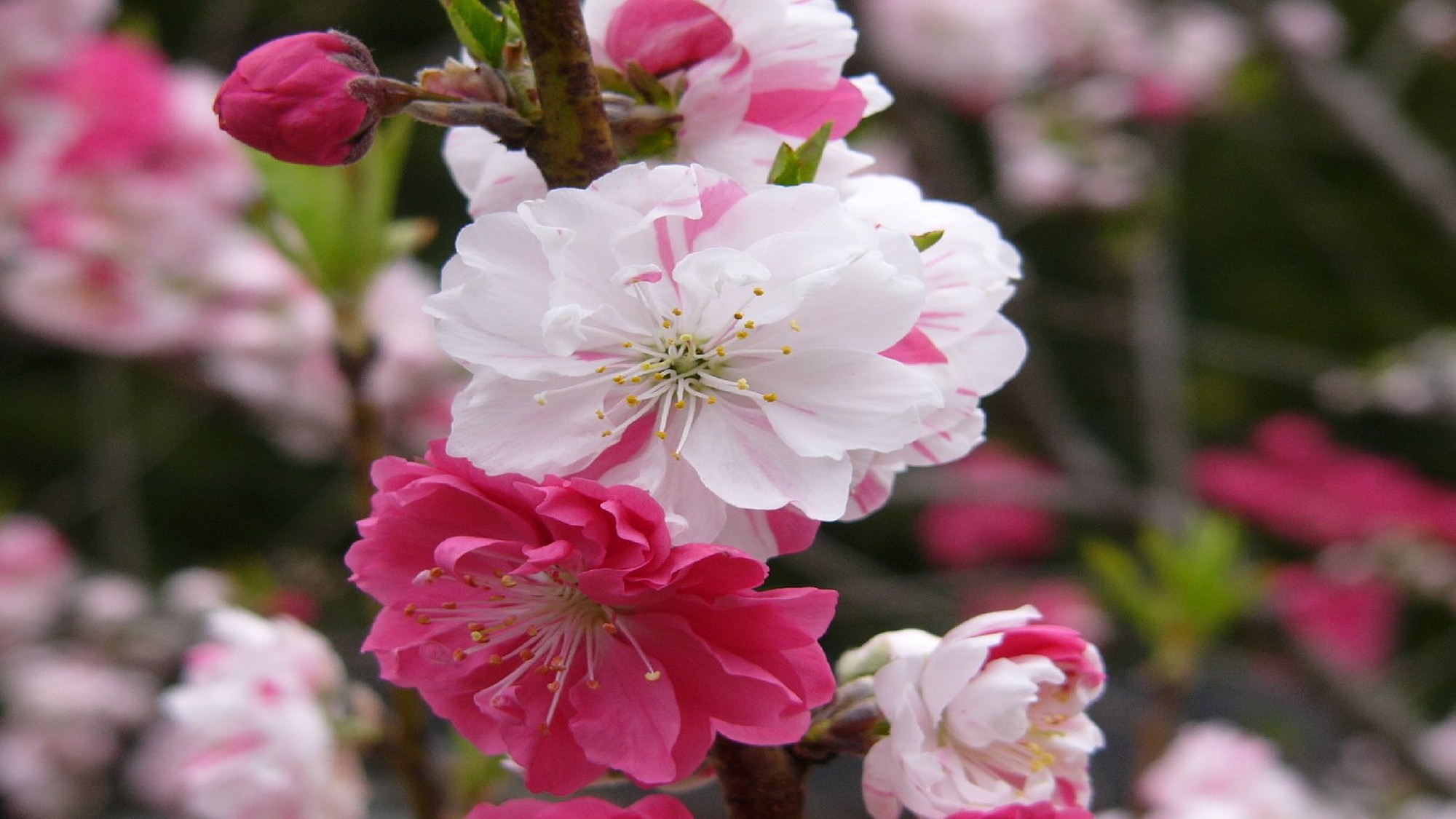 『花桃・桜』散策と花見露天＆春の味覚プラン