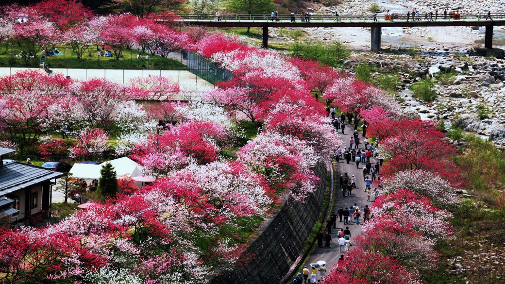 『花桃・桜』散策と花見露天＆春の味覚プラン