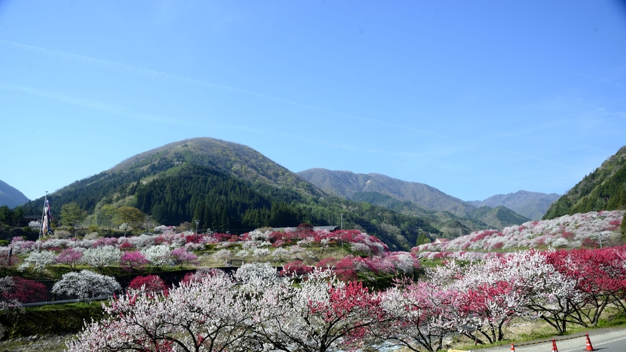 花桃シーズンの風景