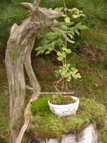 和風　野草