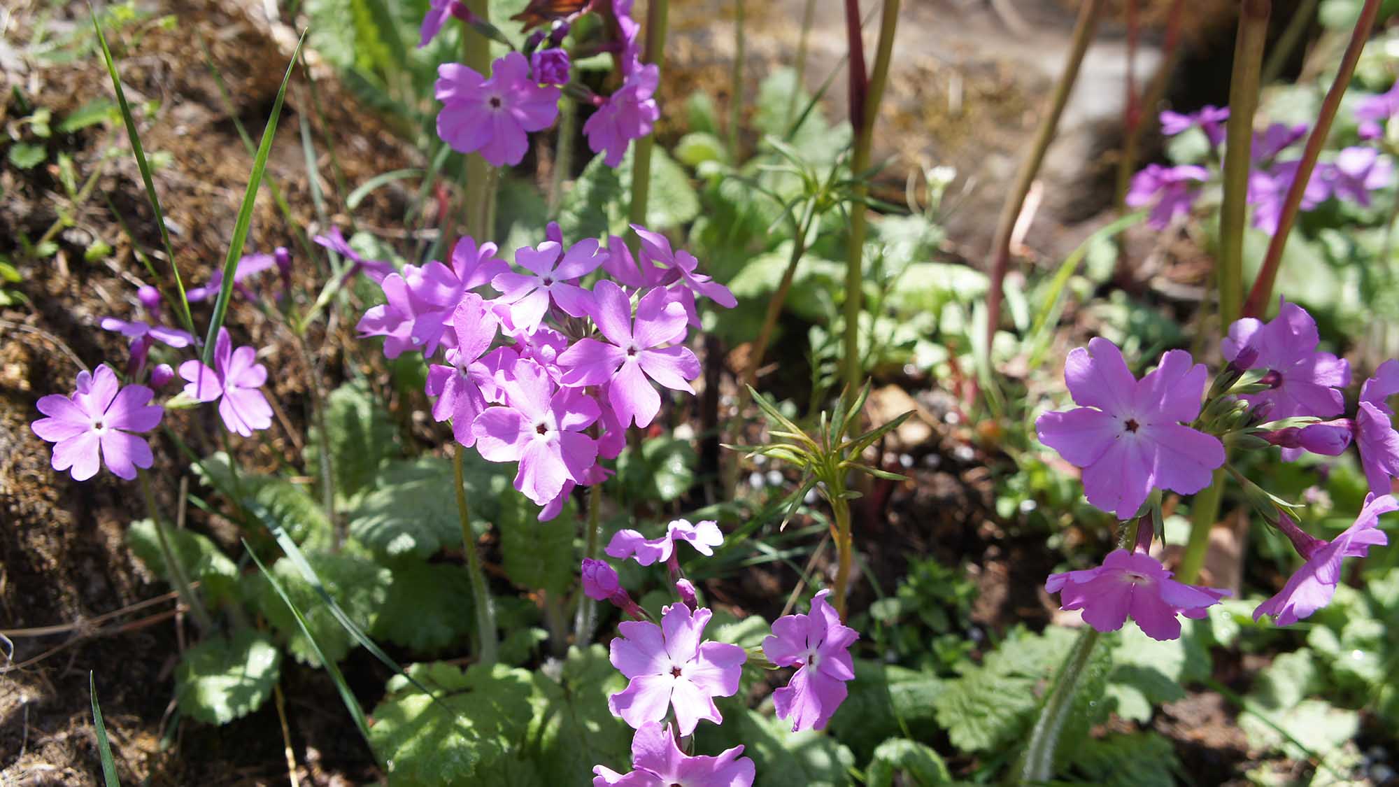 ・かわいいお花たちがお出迎えします