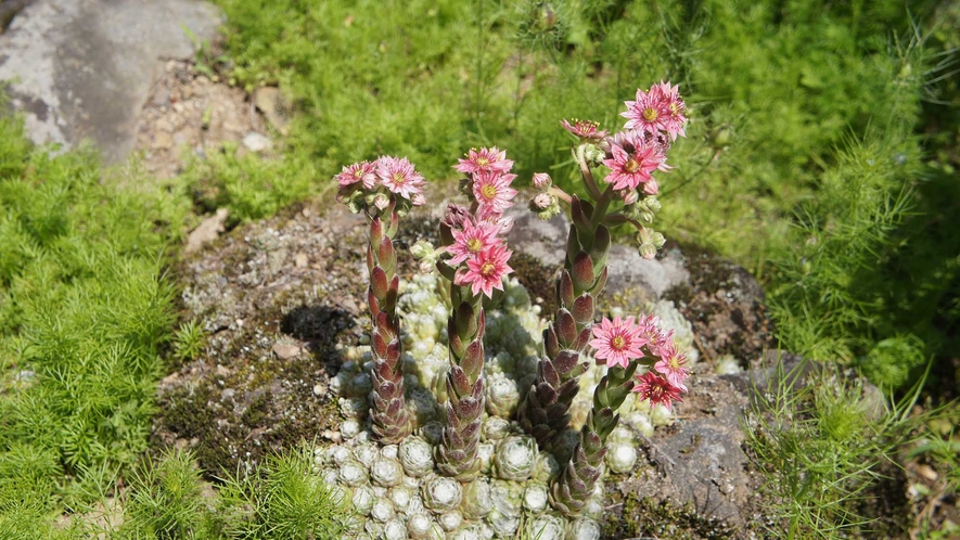 ・珍しいお花も咲いています