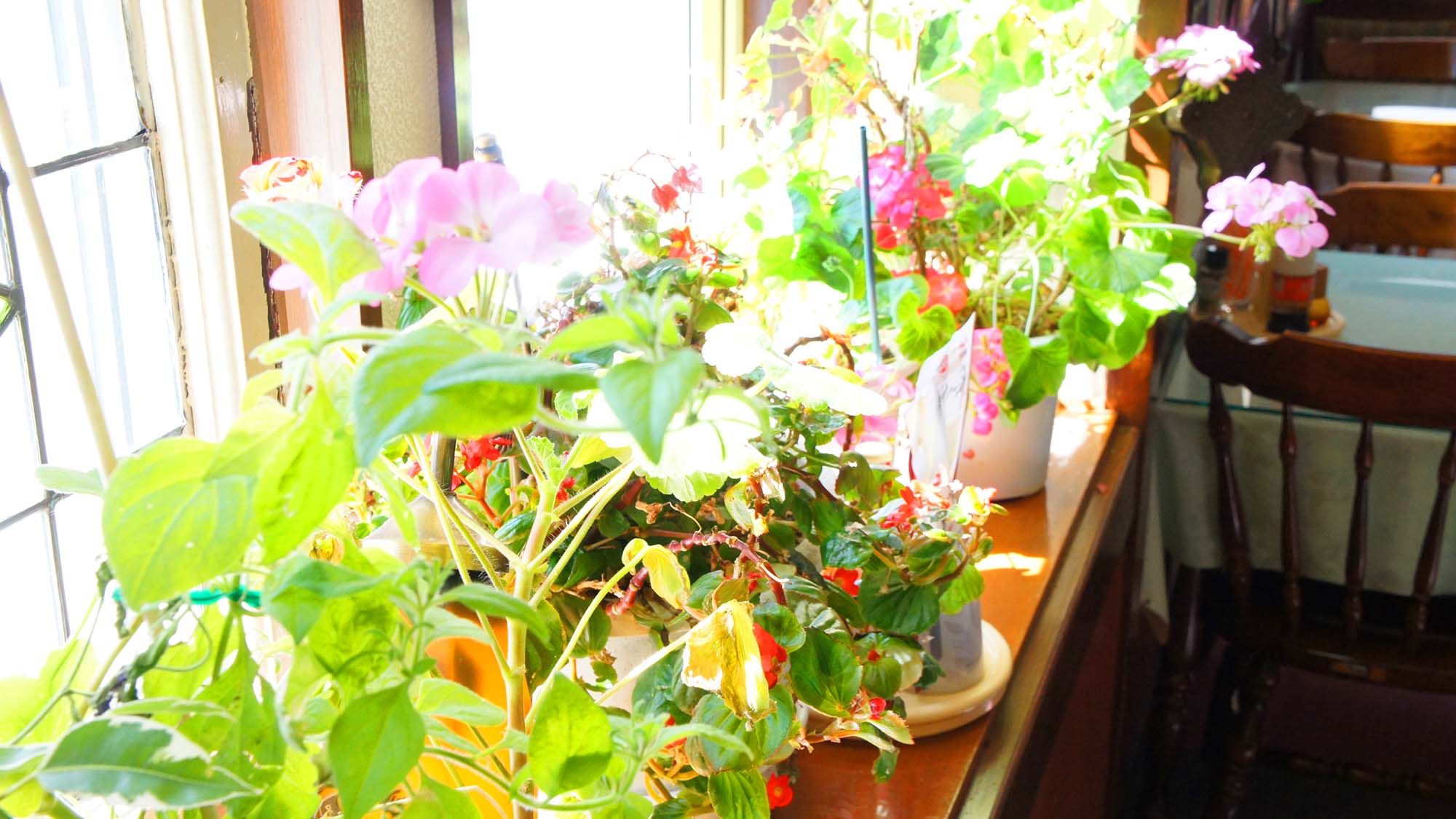 ・日当たりがよく、植物にもうれしい環境です