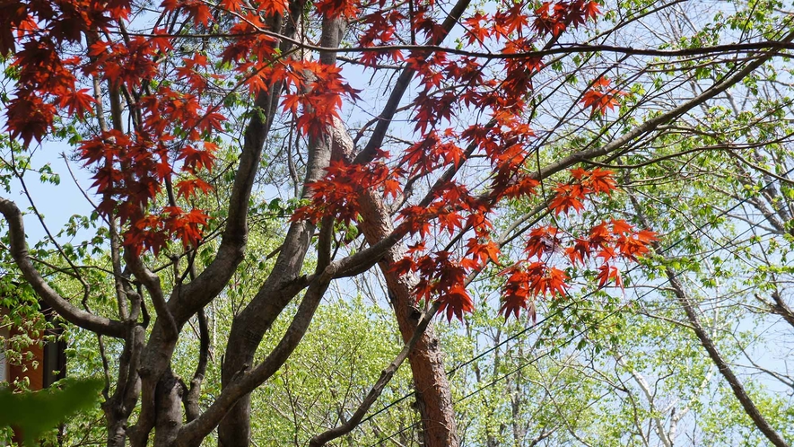 ・紅葉も楽しむことができます