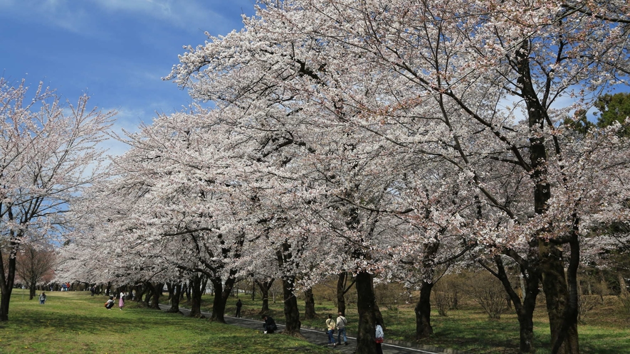 【千本桜】例年見ごろは4月10日前後です！（見頃は天候などで前後します）