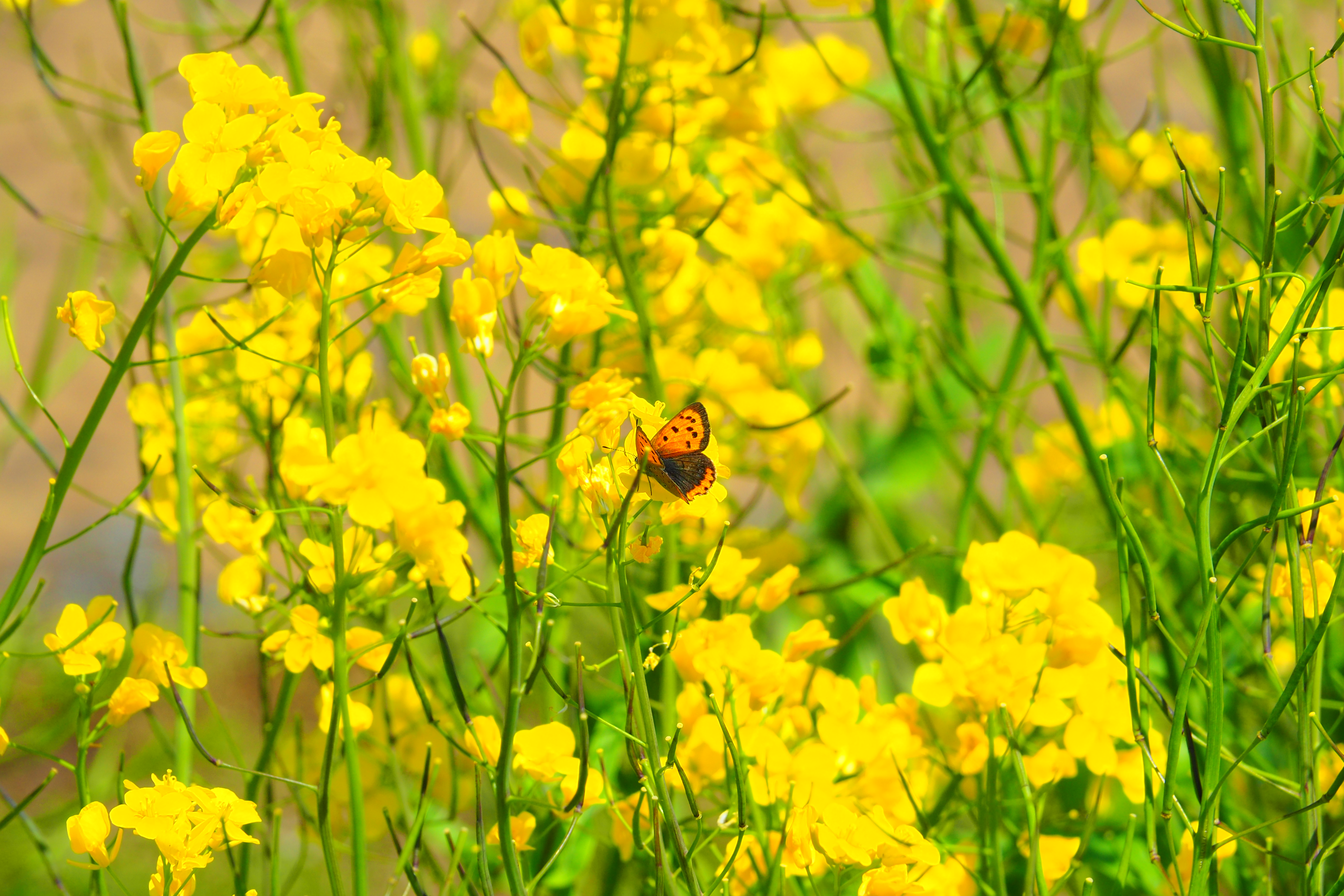 姨捨の棚田お田植え蝶々