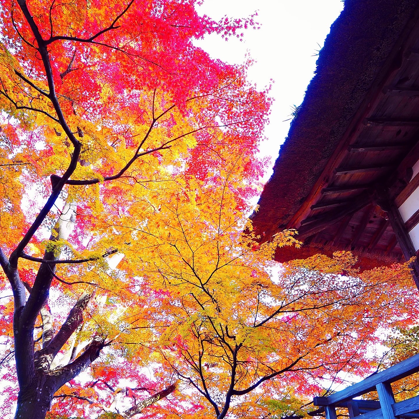 千曲市紅葉狩り姨捨長楽寺　