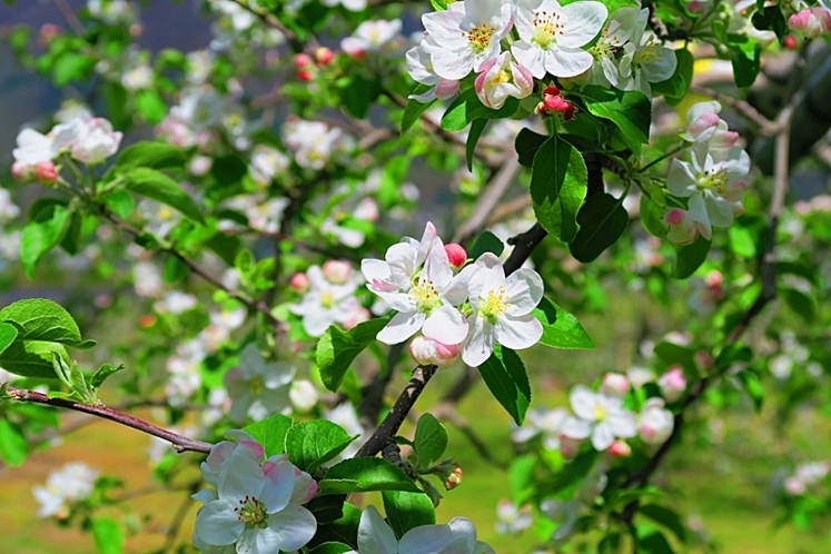 5月中旬　りんごの花