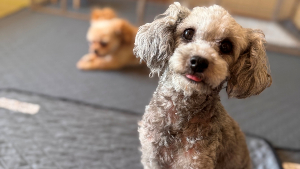 【愛犬同伴限定】オーシャンビュー和洋室で愛犬と贅沢時間♪専用設備完備の絶景プラン