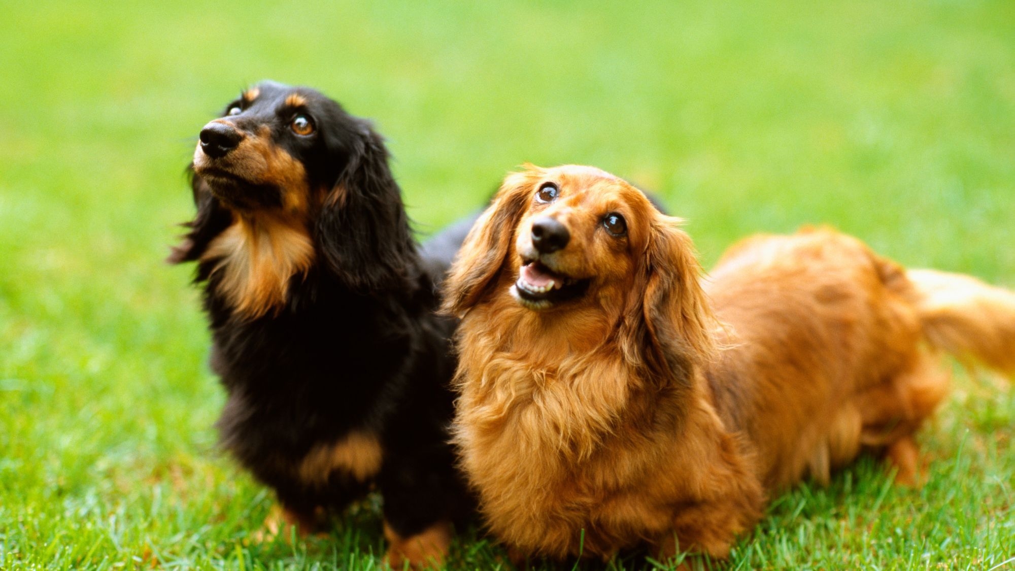 【愛犬同伴限定】オーシャンビュー和洋室で愛犬と贅沢時間♪専用設備完備の絶景プラン