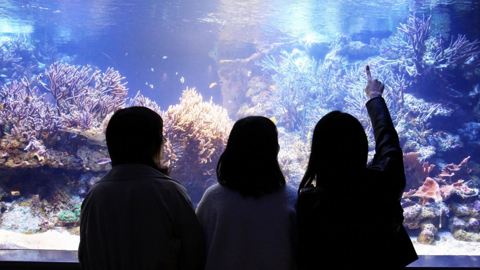 写真提供：鳥羽水族館