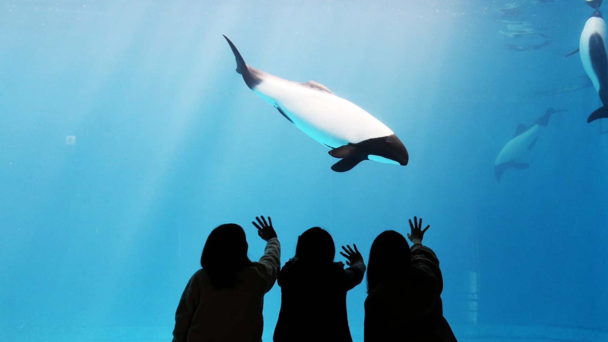写真提供：鳥羽水族館