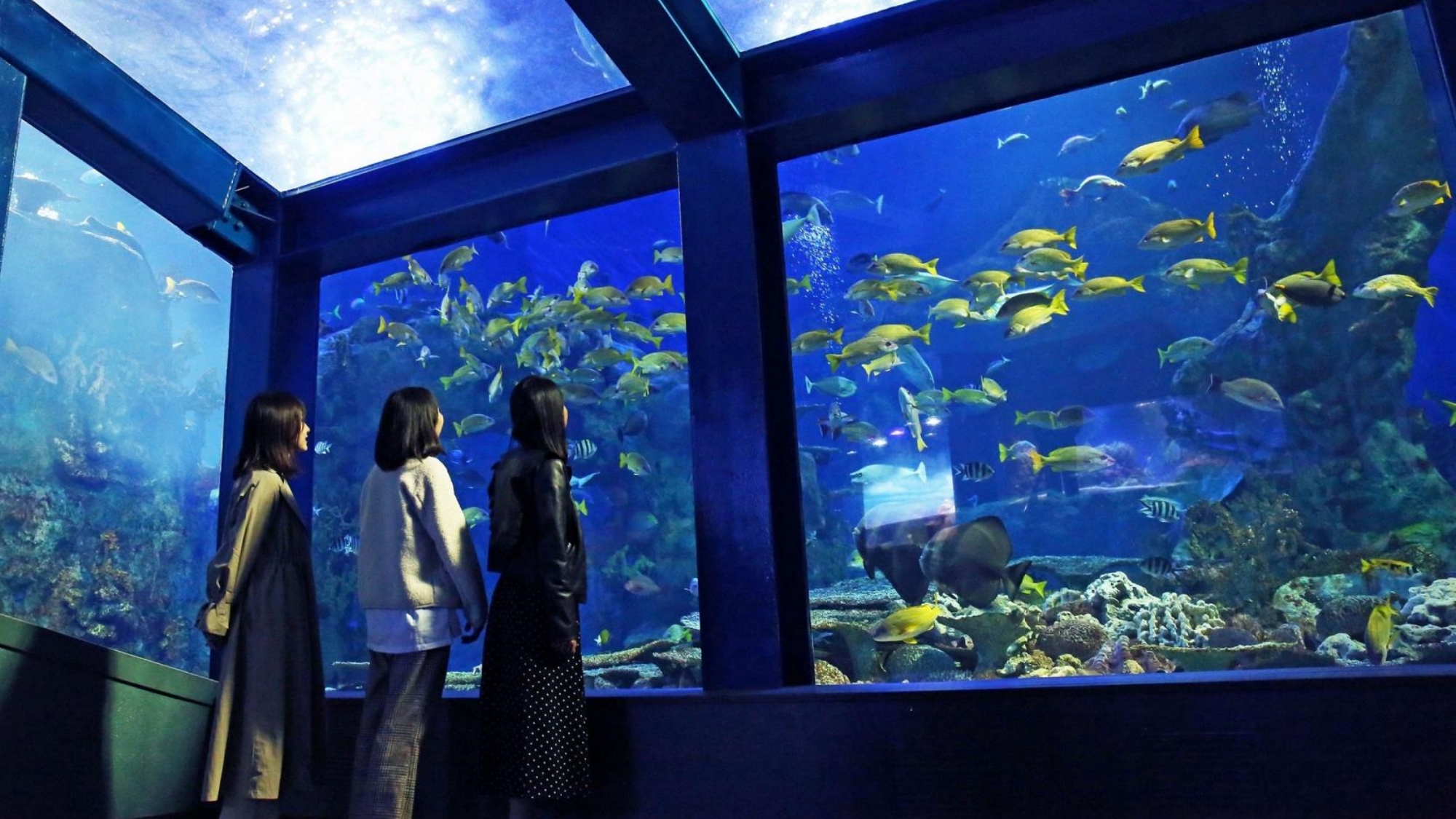 写真提供：鳥羽水族館