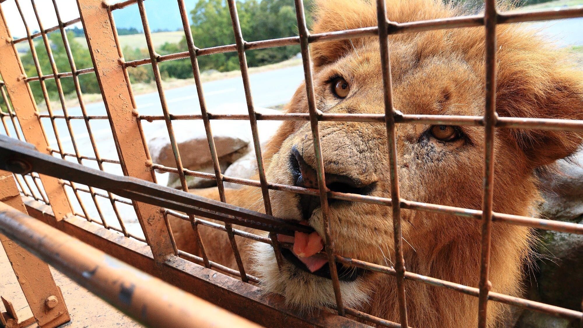 九州自然動物公園　アフリカンサファリ 03