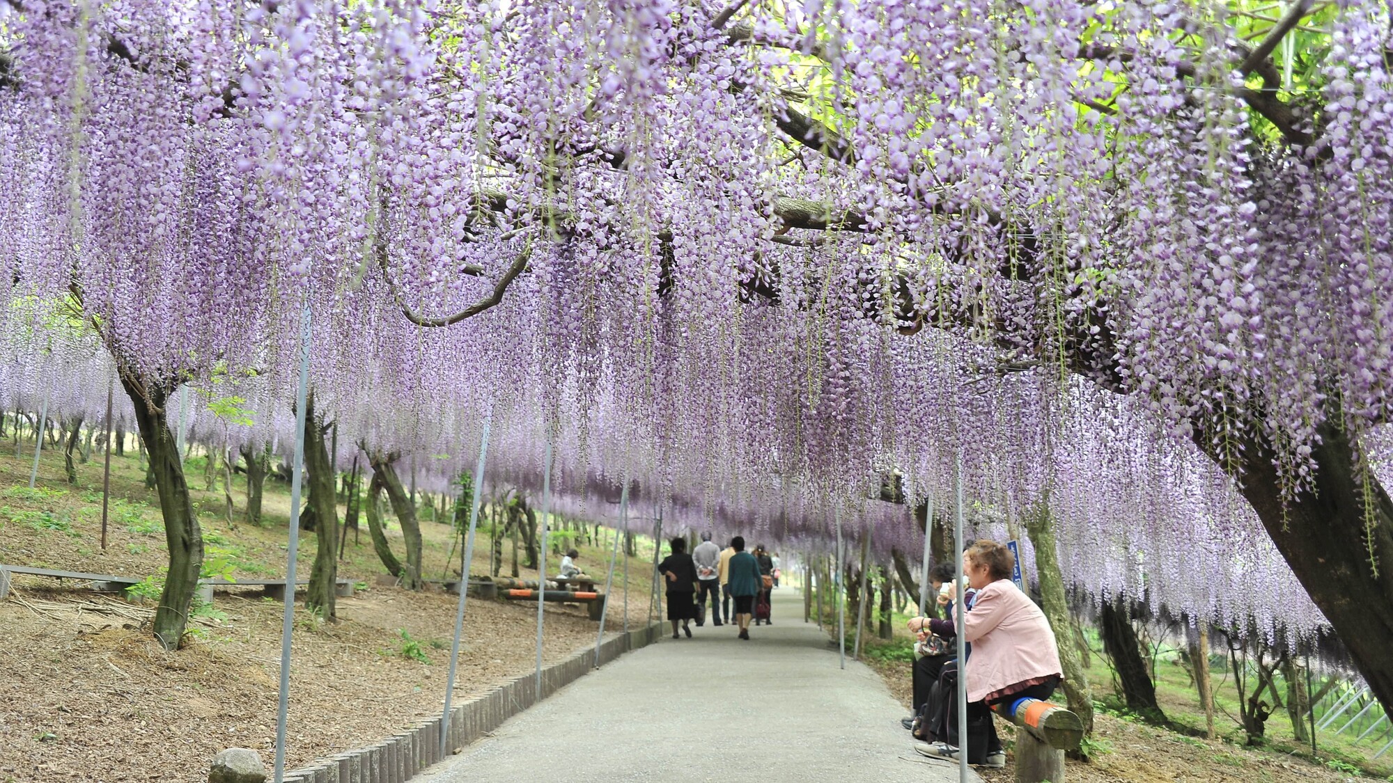 千財農園 フジの花