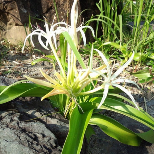 【ハマユウ】11月下旬に開花しました。