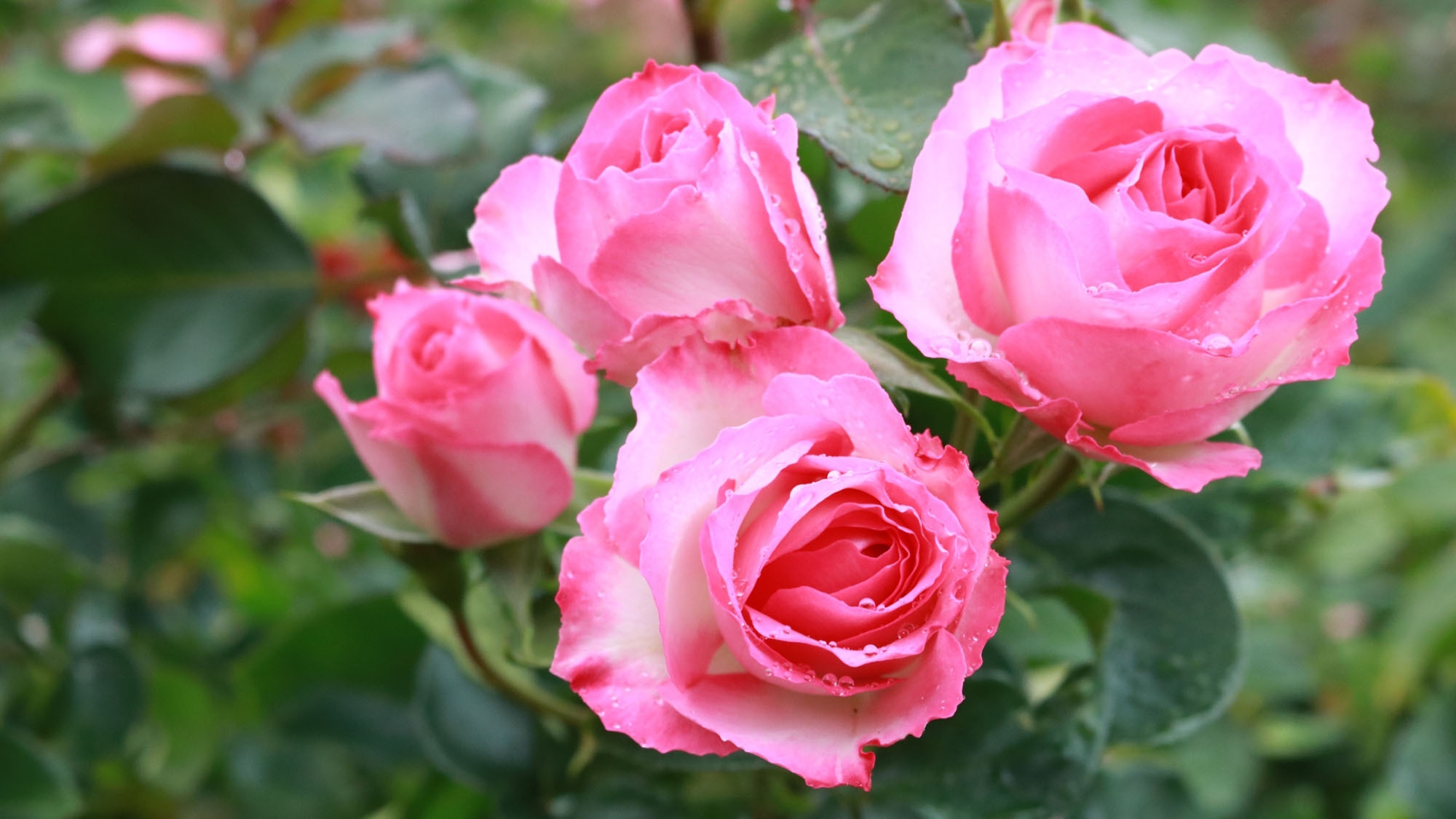 花巻のバラ園は今が旬♪フラワーアロマと白金豚のしゃぶしゃぶでリラックス＆ヘルシー料理の大人旅♪