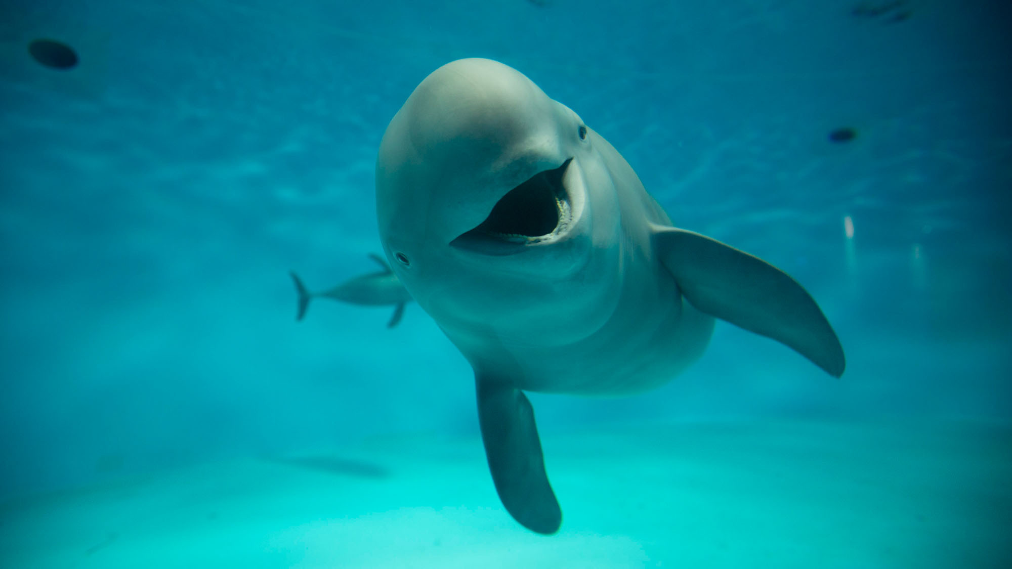 ★中四国在住者限定★【水族館チケット＋お子様お得プライス】夏の家族旅行を応援！／雅膳‐基本プラン