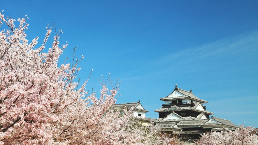 松山城／満開の桜